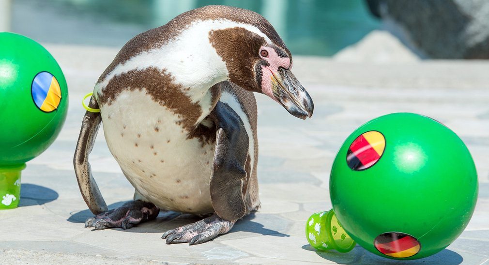 Flocke, a Humboldt penguin, predicts a German victory against Ukraine in the Uefa Euro 2016 championship